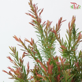 Melaleuca Alternifolia - Green / Red (3 Stems)-Green / Red-Import-prflorist.com.my