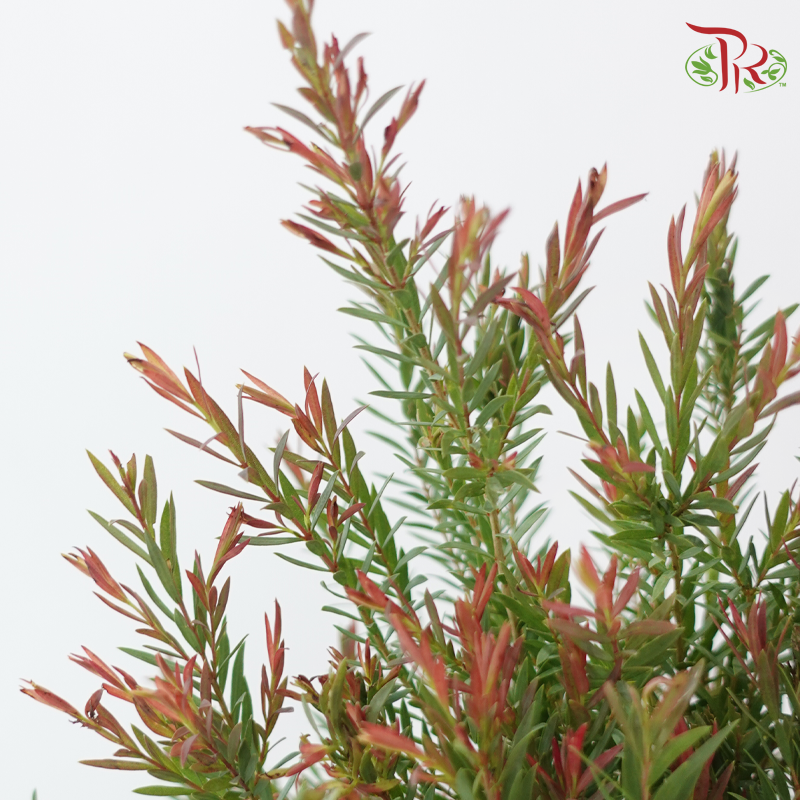 Melaleuca Alternifolia - Green / Red (3 Stems)-Green / Red-Import-prflorist.com.my