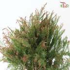 Melaleuca Alternifolia - Green / Red (3 Stems)-Green / Red-Import-prflorist.com.my