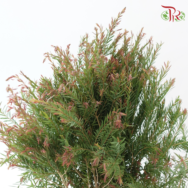 Melaleuca Alternifolia - Green / Red (3 Stems)-Green / Red-Import-prflorist.com.my