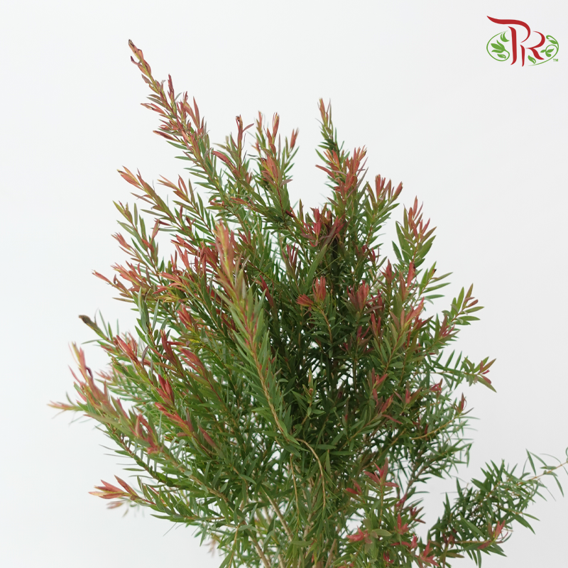 Melaleuca Alternifolia - Green / Red (3 Stems)-Green / Red-Import-prflorist.com.my