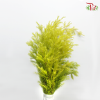 Melaleuca Gold Leaf - Greenish Yellow (Per Bunch)-Green-China-prflorist.com.my