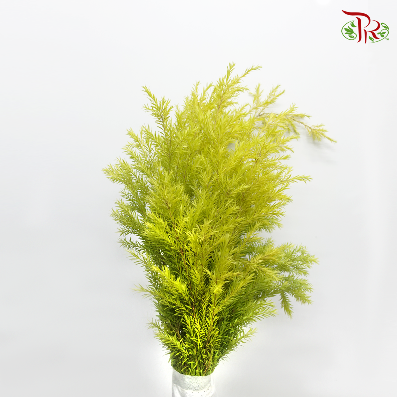 Melaleuca Gold Leaf - Greenish Yellow (Per Bunch)-Green-China-prflorist.com.my