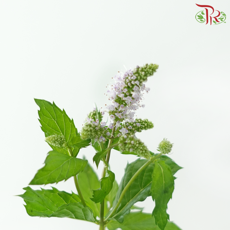 Mentha - Lilac (5 Stems)-Lilac-Netherland-prflorist.com.my