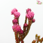 Metalasia - Cherry Pink (Per Bunch)-Cherry Pink-Africa-prflorist.com.my