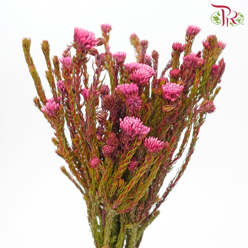 Metalasia - Cherry Pink (Per Bunch)-Cherry Pink-Africa-prflorist.com.my
