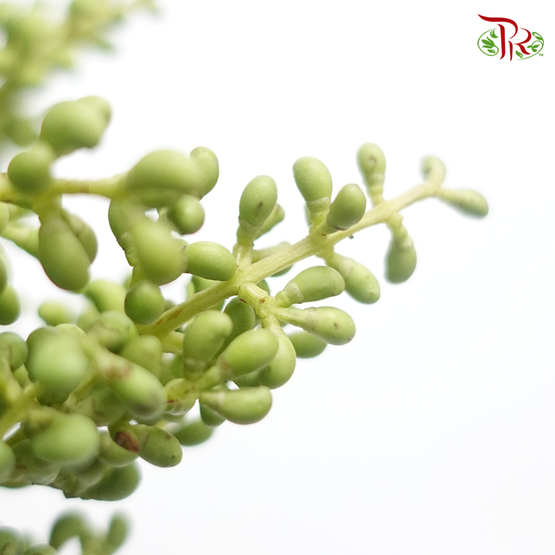 Mi Zhen Berry - (Per Bunch)-Green-China-prflorist.com.my
