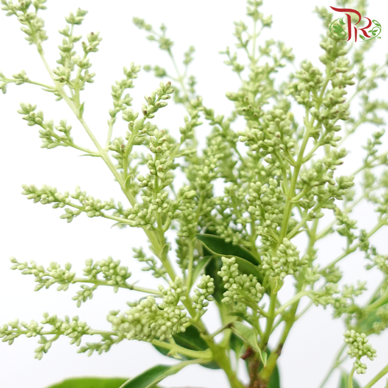Mi Zhen Flower - (Per Bunch)-China-prflorist.com.my