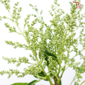 Mi Zhen Flower - (Per Bunch)-China-prflorist.com.my