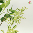 Mi Zhen - (Per Bunch)-China-prflorist.com.my