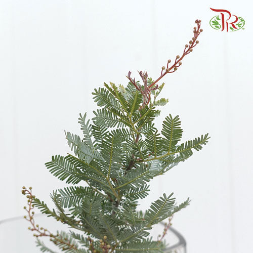Mimosa Baleyana - (Per Bunch)-Import-prflorist.com.my