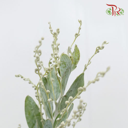 Mimosa Denisboden - (Per Bunch)-Import-prflorist.com.my