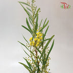 Mimosa Dried - Per Bunch-Import-prflorist.com.my