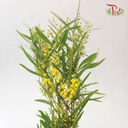 Mimosa Dried - Per Bunch-Import-prflorist.com.my