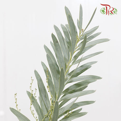Mimosa Silver Moon - (Per Bunch)-Import-prflorist.com.my