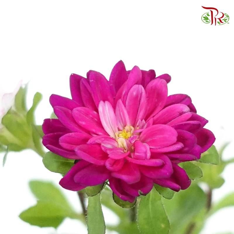 Mini Aster - Dark Pink (5 stems)-Import-prflorist.com.my