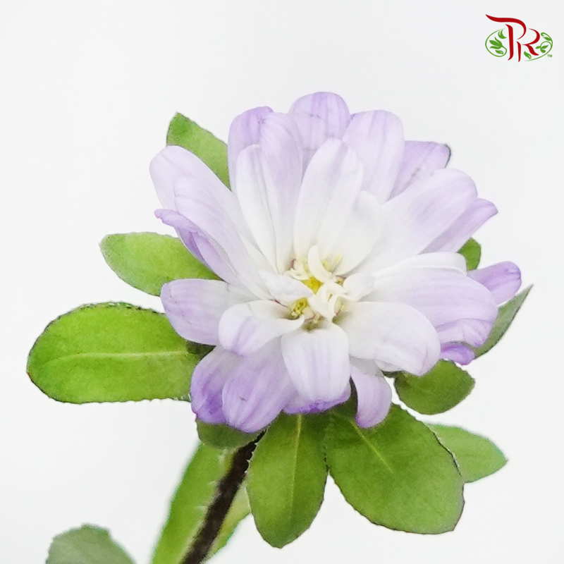 Mini Aster- Purple (5 stems)-Import-prflorist.com.my