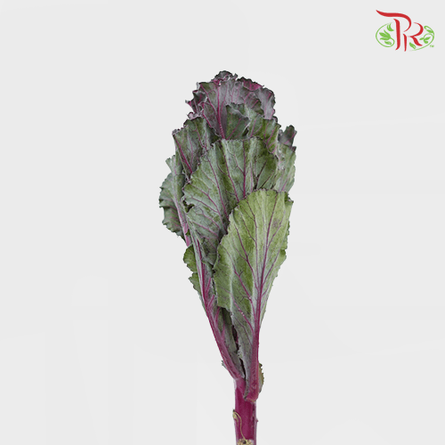 Mini Brassica - Purple (5 Stems)-Purple-Netherland-prflorist.com.my