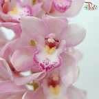 Mini Cymbidium - Light Purple With Yellow Lips (Per Stem)-Light Purple With Yellow Lips-Japan-prflorist.com.my