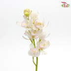 Mini Cymbidium - White With Light Pink Lips (Per Stem)-Japan-prflorist.com.my