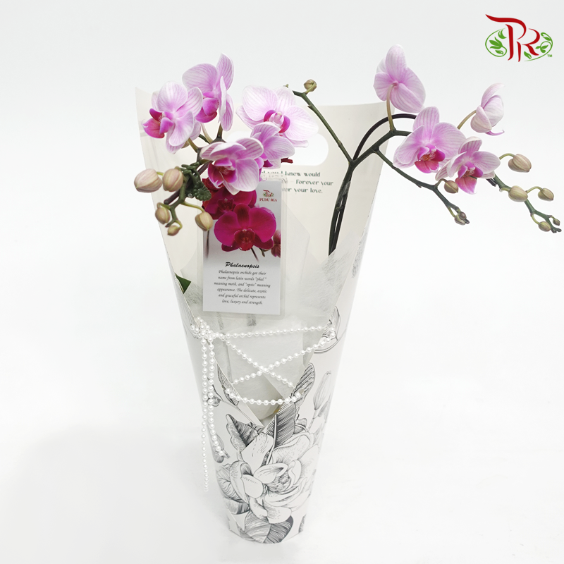 Mini Double Stems Orchid Gift Arrangement(Random Choose Orchid Colour)-Black-White Flower Wrapping-Pudu Ria Florist-prflorist.com.my