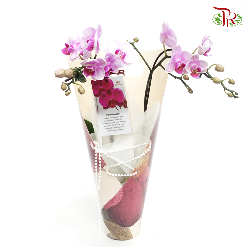Mini Double Stems Orchid Gift Arrangement(Random Choose Orchid Colour)-Mix Tone Wrapping-Pudu Ria Florist-prflorist.com.my