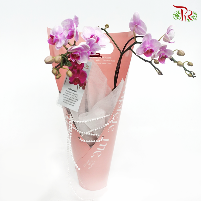 Mini Double Stems Orchid Gift Arrangement(Random Choose Orchid Colour)-Pink Wrapping-Pudu Ria Florist-prflorist.com.my