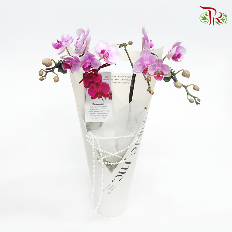 Mini Double Stems Orchid Gift Arrangement(Random Choose Orchid Colour)-Pudu Ria Florist-prflorist.com.my