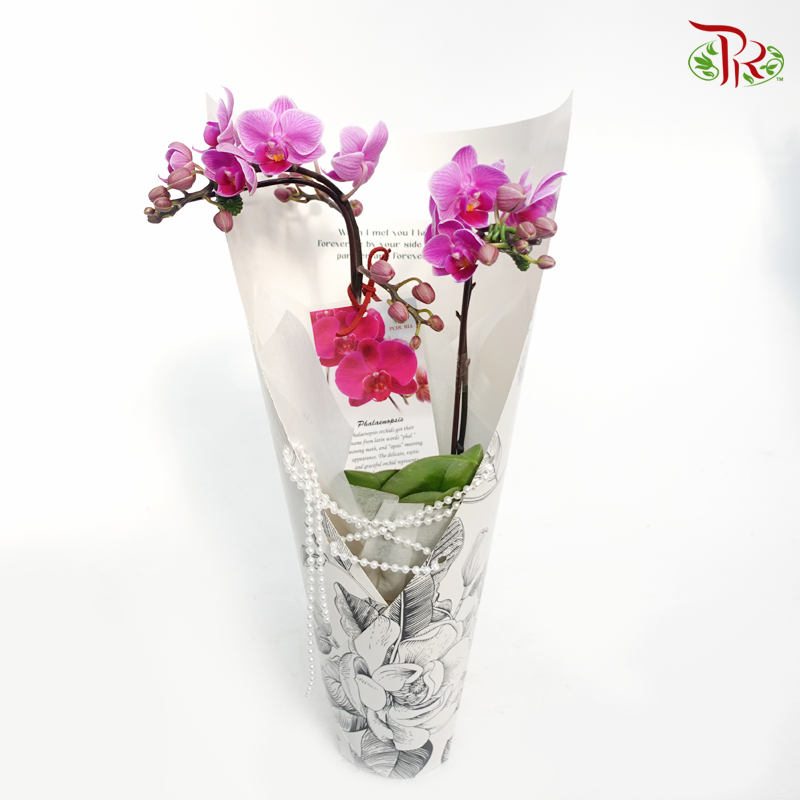 Mini Double Stems Orchid Gift Arrangement(Random Choose Orchid Colour)-Pudu Ria Florist-prflorist.com.my