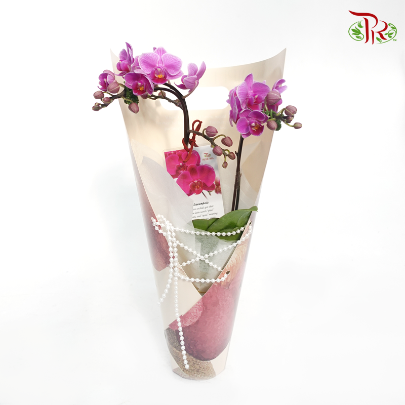 Mini Double Stems Orchid Gift Arrangement(Random Choose Orchid Colour)-Pudu Ria Florist-prflorist.com.my