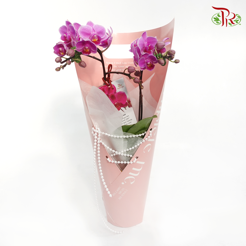 Mini Double Stems Orchid Gift Arrangement(Random Choose Orchid Colour)-Pudu Ria Florist-prflorist.com.my