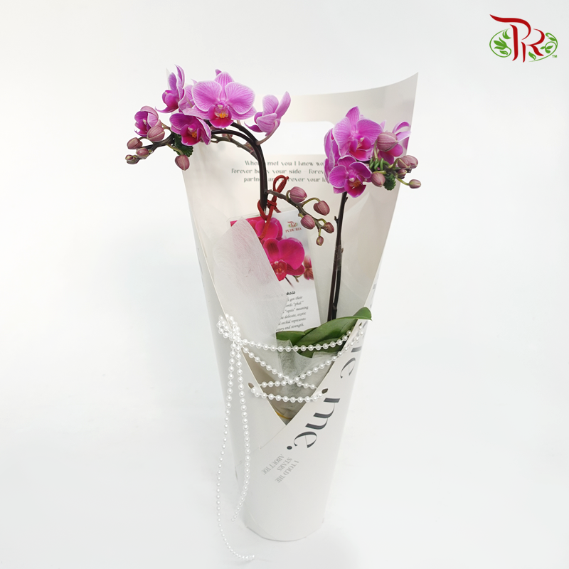 Mini Double Stems Orchid Gift Arrangement(Random Choose Orchid Colour)-White Base Wrapping-Pudu Ria Florist-prflorist.com.my