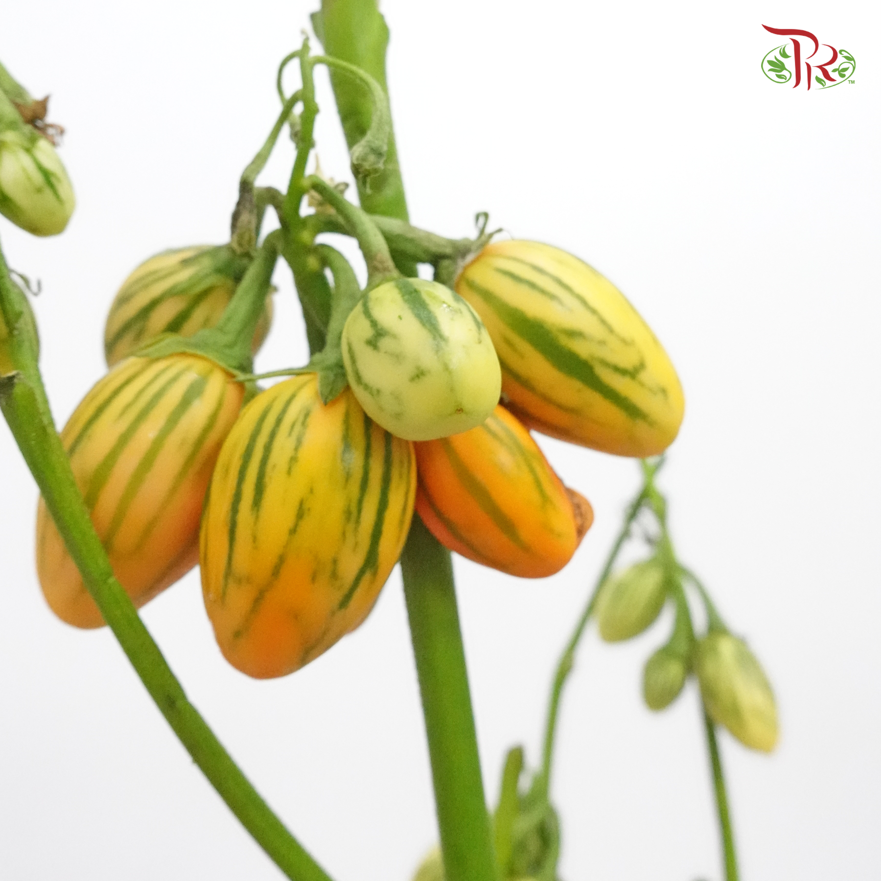 Mini Melon - (Per Bunch)-China-prflorist.com.my