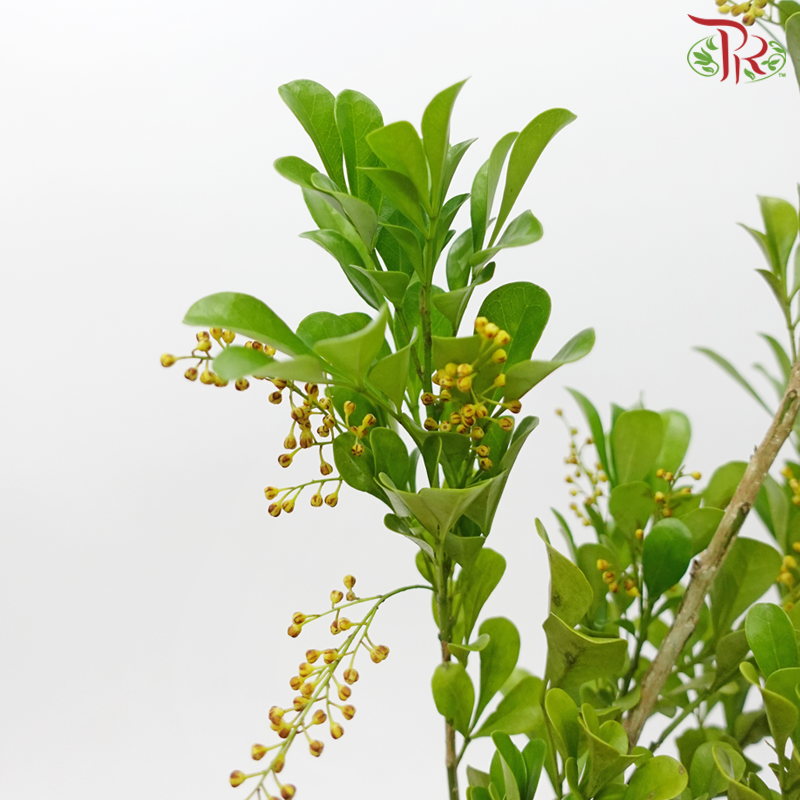 Mini Murraya - (Per Bunch)-Malaysia-prflorist.com.my