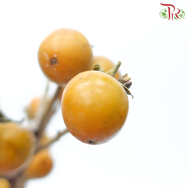 Mini Persimmon - (Per Bunch)-China-prflorist.com.my