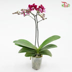 Medium Size Phalaenopsis (Double Stem) *With No Pot*