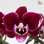 Medium Size Phalaenopsis (Double Stem) *With No Pot*