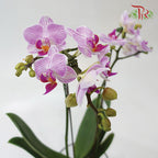 Mini Phalaenopsis Orchid - White With Purple Stripes (Double Stems) *With No Vase-Pudu Ria Florist-prflorist.com.my