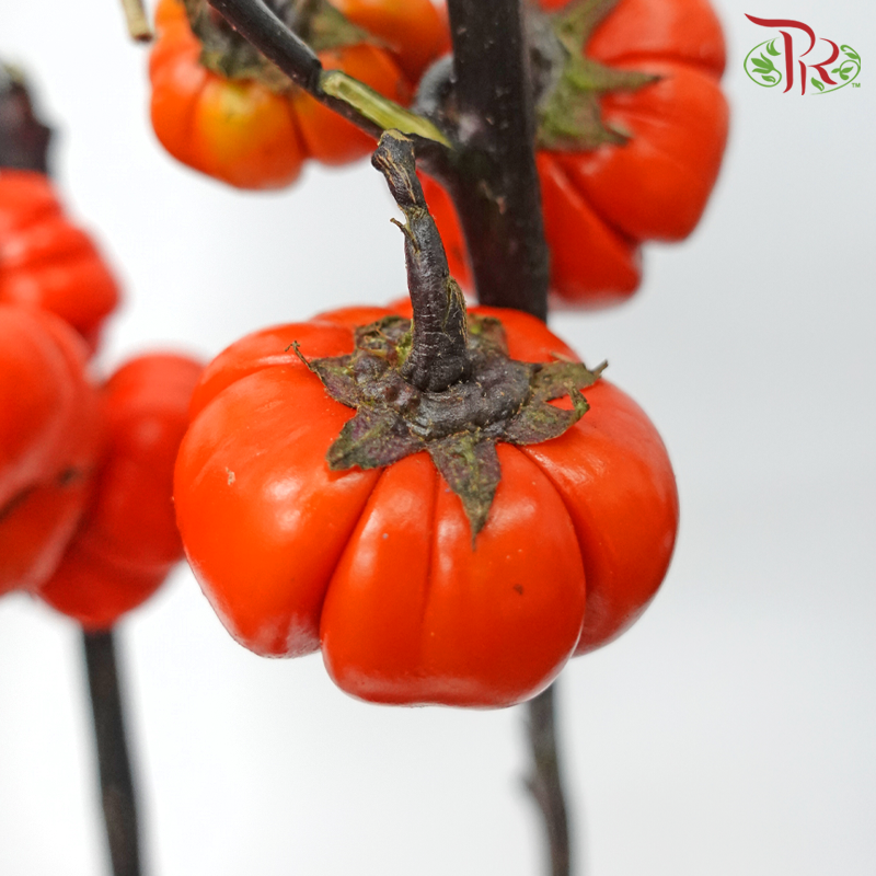 Mini Pumpkin - (Per Bunch)-China-prflorist.com.my