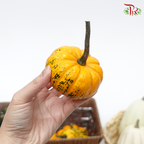 Mini Pumpkin (Special Halloween Series) Random Choose-Pudu Ria Florist-prflorist.com.my