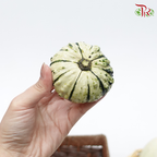Mini Pumpkin (Special Halloween Series) Random Choose-Pudu Ria Florist-prflorist.com.my