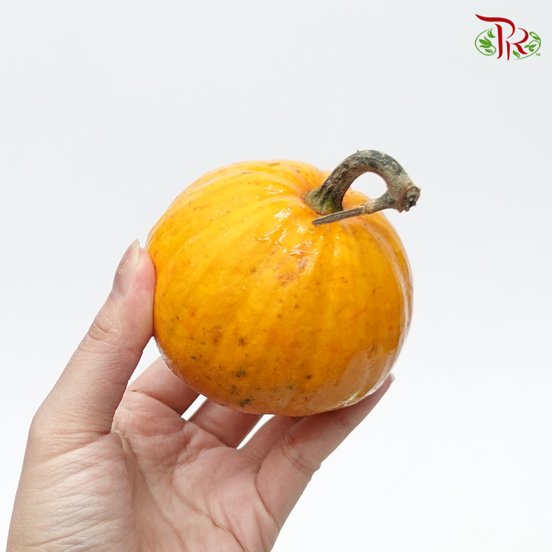 Mini Pumpkin (Special Halloween Series) Random Choose-Pudu Ria Florist-prflorist.com.my