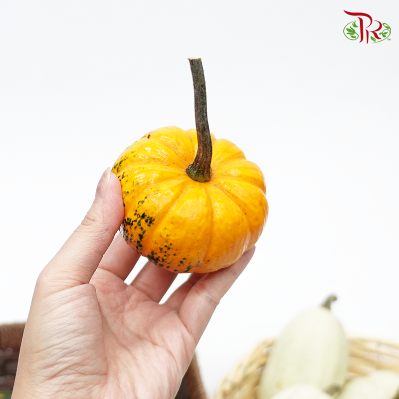 Mini Pumpkin (Special Halloween Series) Random Choose-Pudu Ria Florist-prflorist.com.my