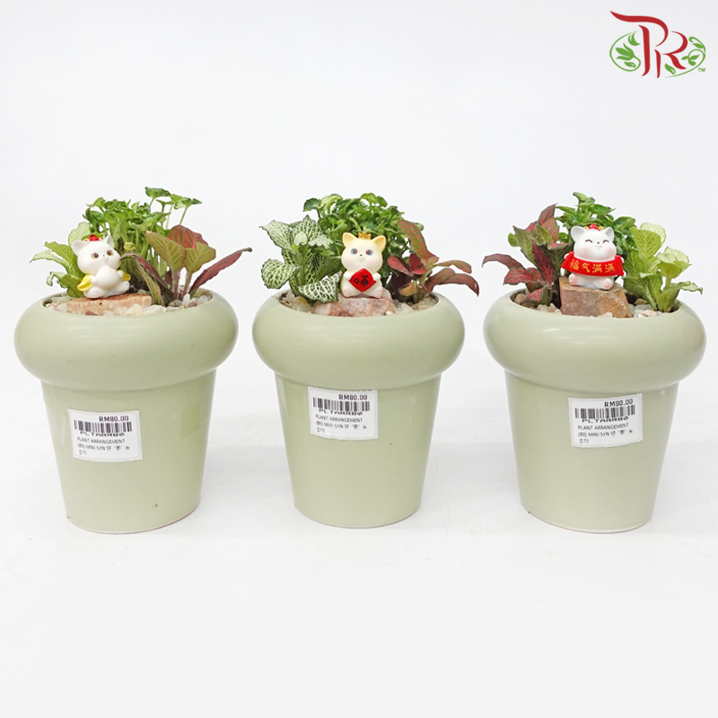 Mini Syngonium Plant Arrangement 迷你合果芋-《好 “芋” 头》(Gardening Miniature Randomly Selected)