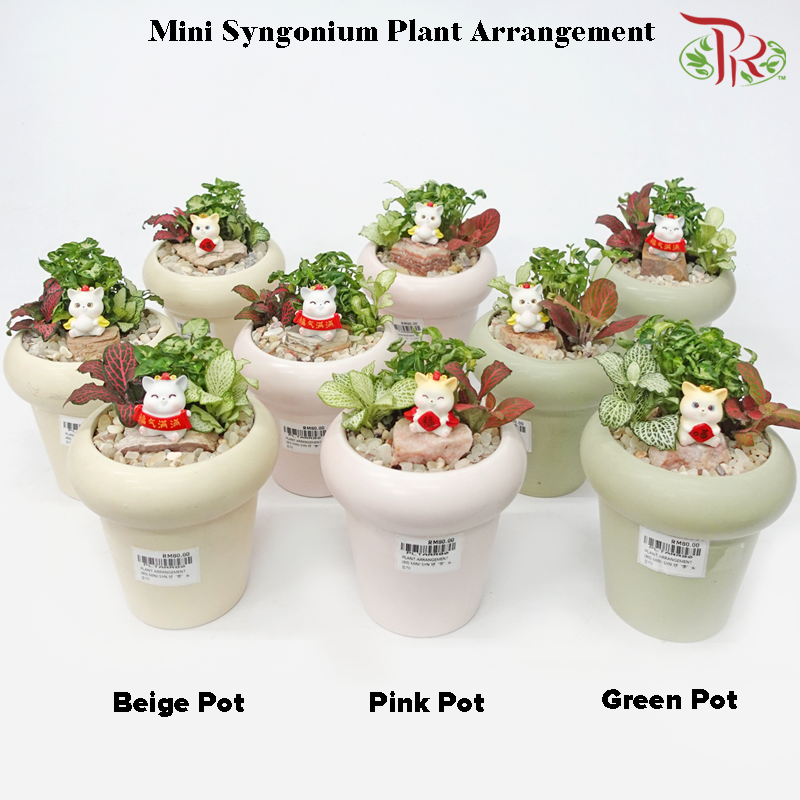 Mini Syngonium Plant Arrangement 迷你合果芋-《好 “芋” 头》(Gardening Miniature Randomly Selected)