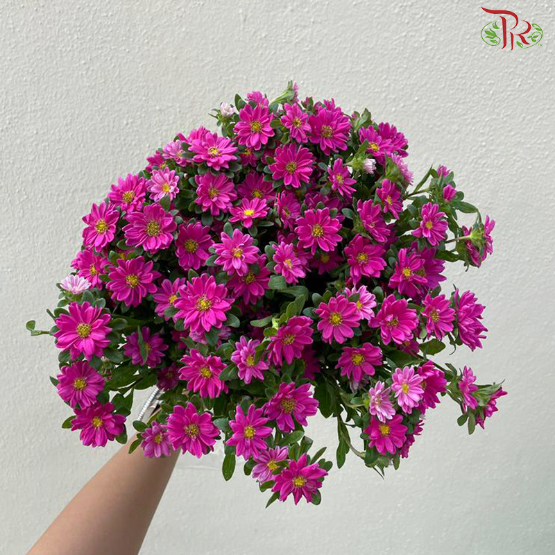 Mini Aster