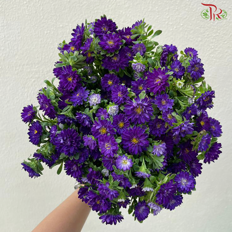 Mini Aster