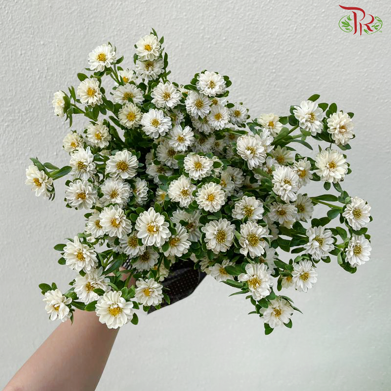 Mini Aster