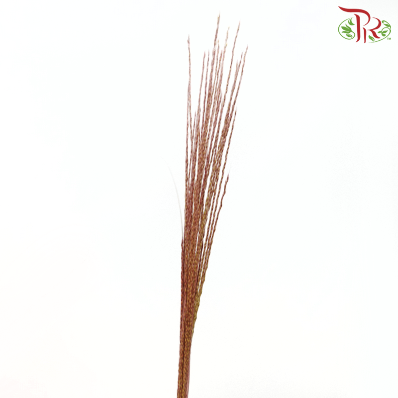 Miscanthus White Cloud - (10 Stems )-Netherland-prflorist.com.my