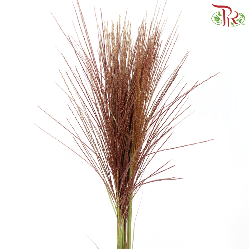 Miscanthus White Cloud - (10 Stems )-Netherland-prflorist.com.my